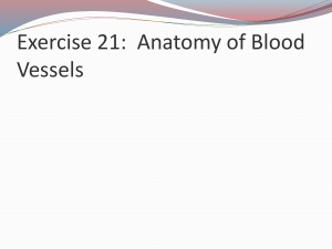 Blood Vessels: The Vascular System