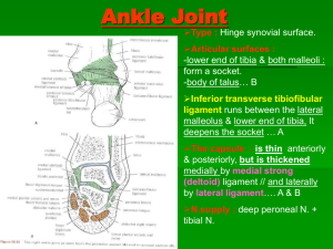 47-arches+venous&lymphatics (Updated 31 May)
