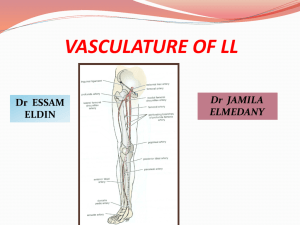 21 Vasculature of lower limb