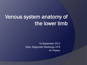 Venous system anatomy of the lower limb