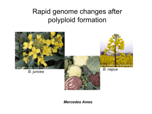 Genomic re-arrangements in Brassica allopolyploids