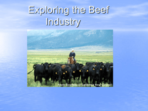 List the common breeds of beef animals.
