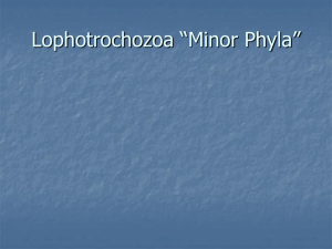 Topic 8 Lophotrochozoan Minor Phyla