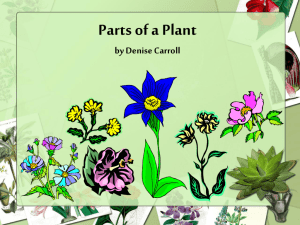 Parts of a Plant (Powerpoint)
