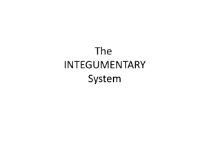 The INTEGUMENTARY System