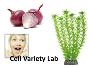 Cell Variety Lab - Issaquah Connect