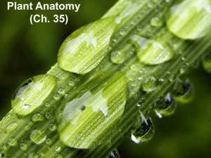 Plant Physiology 2010edit