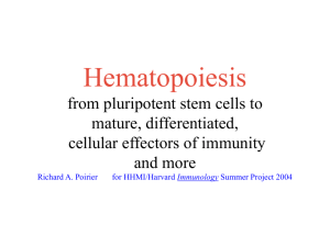 PowerPoint Presentation - Hematopoiesis from pluripotent stem