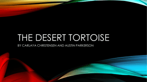 The desert tortoise