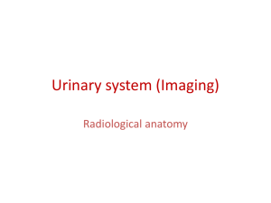 Urinary system (Radiology)