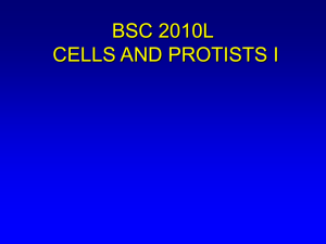 BSC 2010L TA Meeting - CELLS AND PROTISTS I