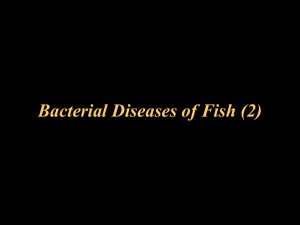 Lecture 5: Bacterial Diseases of Fish and Shrimp