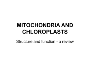 Tutorial 6 – Mitochondria and Chloroplasts