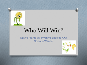 Who will win? - Native Plants and Invasive Species, aka Noxious