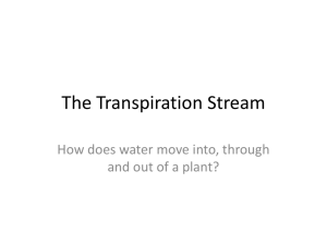 The Transpiration Stream