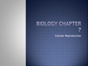 Biology Chapter 7 - Central Lyon CSD