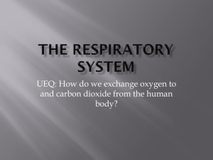 The Respiratory Systemh