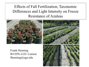 Effects of fall fertilization on freeze resistance of azaleas