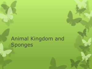 Sponges and the animal kingdom