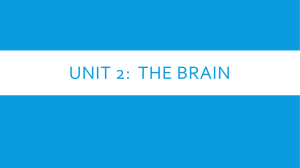 Unit 2: The Brain