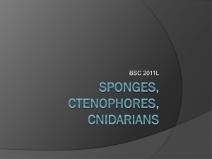 Sponges, ctenophores, cnidarians