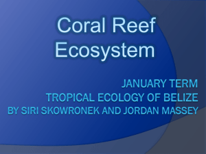 CoralReefEcosystem - The Wilson Billboard