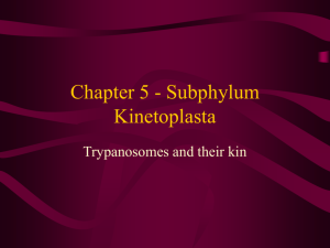 Chapter 5 - Subphylum Kinetoplasta
