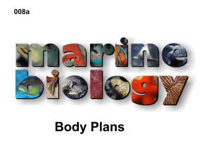 Animalia Body Plans- Baker F13