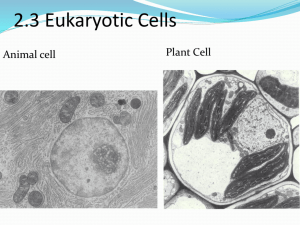 2.3 Eukaryotic Cells - IBDPBiology-Dnl