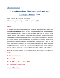 Phytochemical and Pharmacological review on Echinops