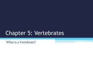 What is a vertebrate?