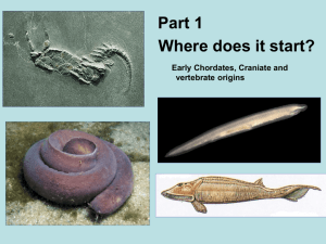 Part 2 - Early Chordates - Vertebrate and Craniate Origins