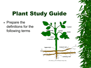 Plant Study Guide NPD