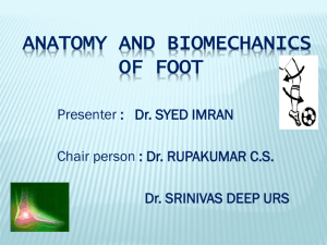 ANATOMY AND BIOMECHANICS OF FOOT
