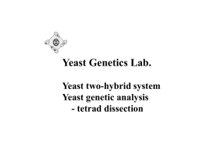 yeast-two-hybrid