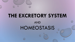The Excretory System and Homeostasis