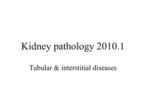 Kidney and Male GU pathology