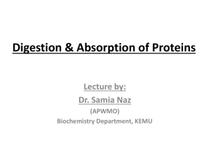 Digestion & Absorption of Proteins – Lecture by Dr Samia Naz