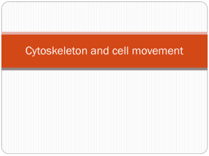 Cytoskeleton and cell movement