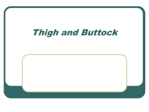 Thigh and Buttock