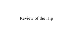 THE HIP JOINT