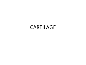 L6_Cartilage,_bone