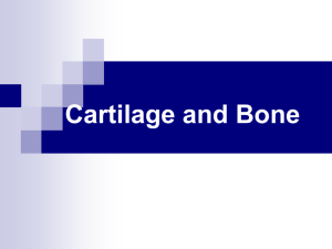 5-Cartilage and bone