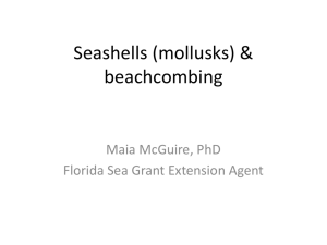 Seashells (mollusks)