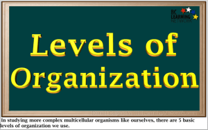 Levels of Organizati..