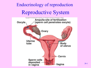 Reproductive endocrinology