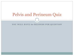 Pelvis and Perineum Quiz