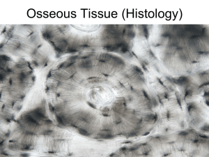 Histology of Bone
