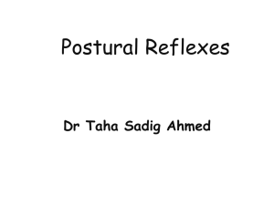 L19- Postural Reflex..