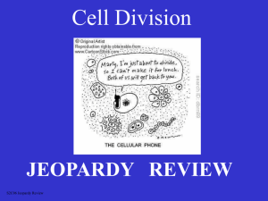 cell division jeopardy(bio)